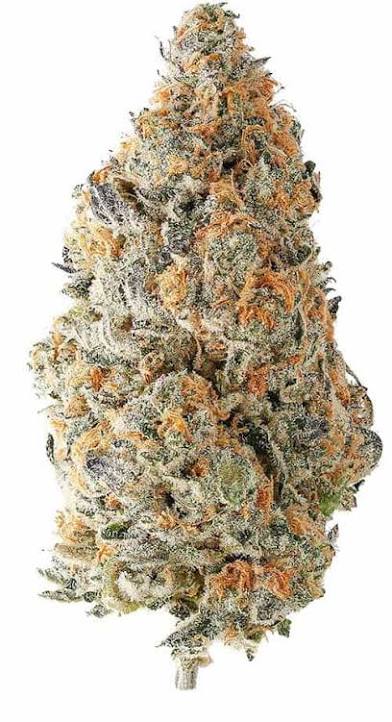 Exotic Trank 3.5G