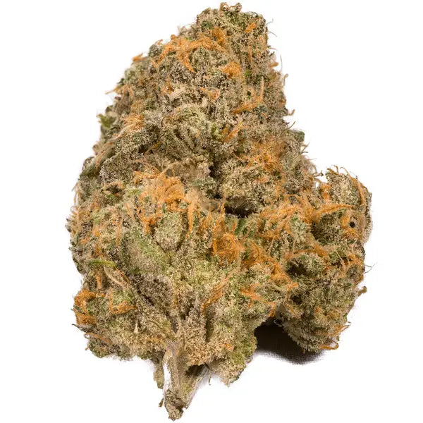 Girl Scouts 3.5G BOGO